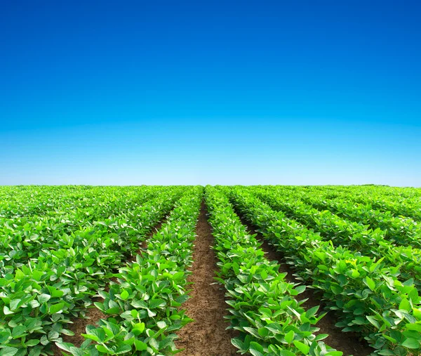 The Significance of Agriculture in Nigeria